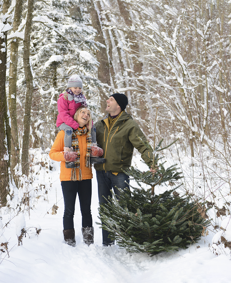eine Familie holt ihren Weihnachtsbaum aus dem Wald am Niederrhein